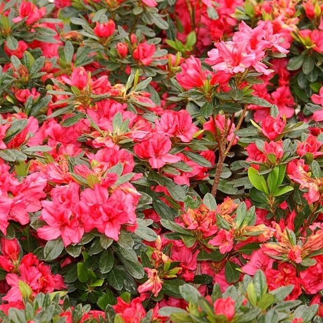 Rhododendron x Girard 'Girard's Rose' ~ Girard's Rose Azalea – ServeScape