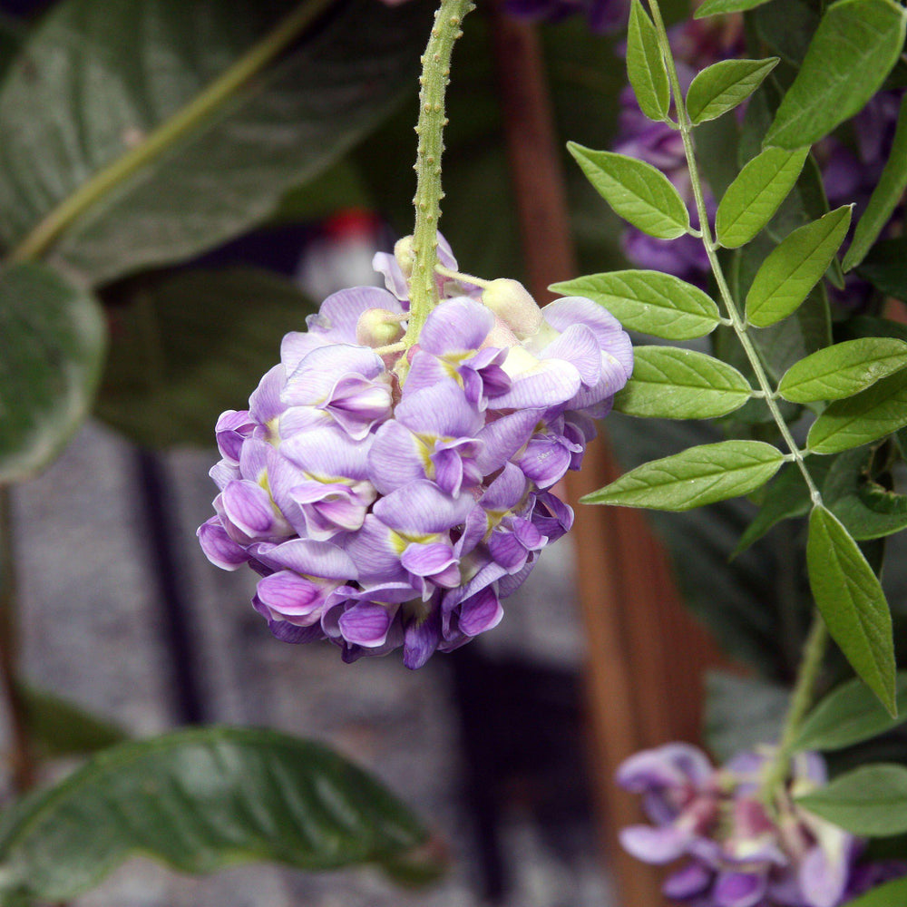 Purple Japanese Wisteria (Wisteria floribunda)