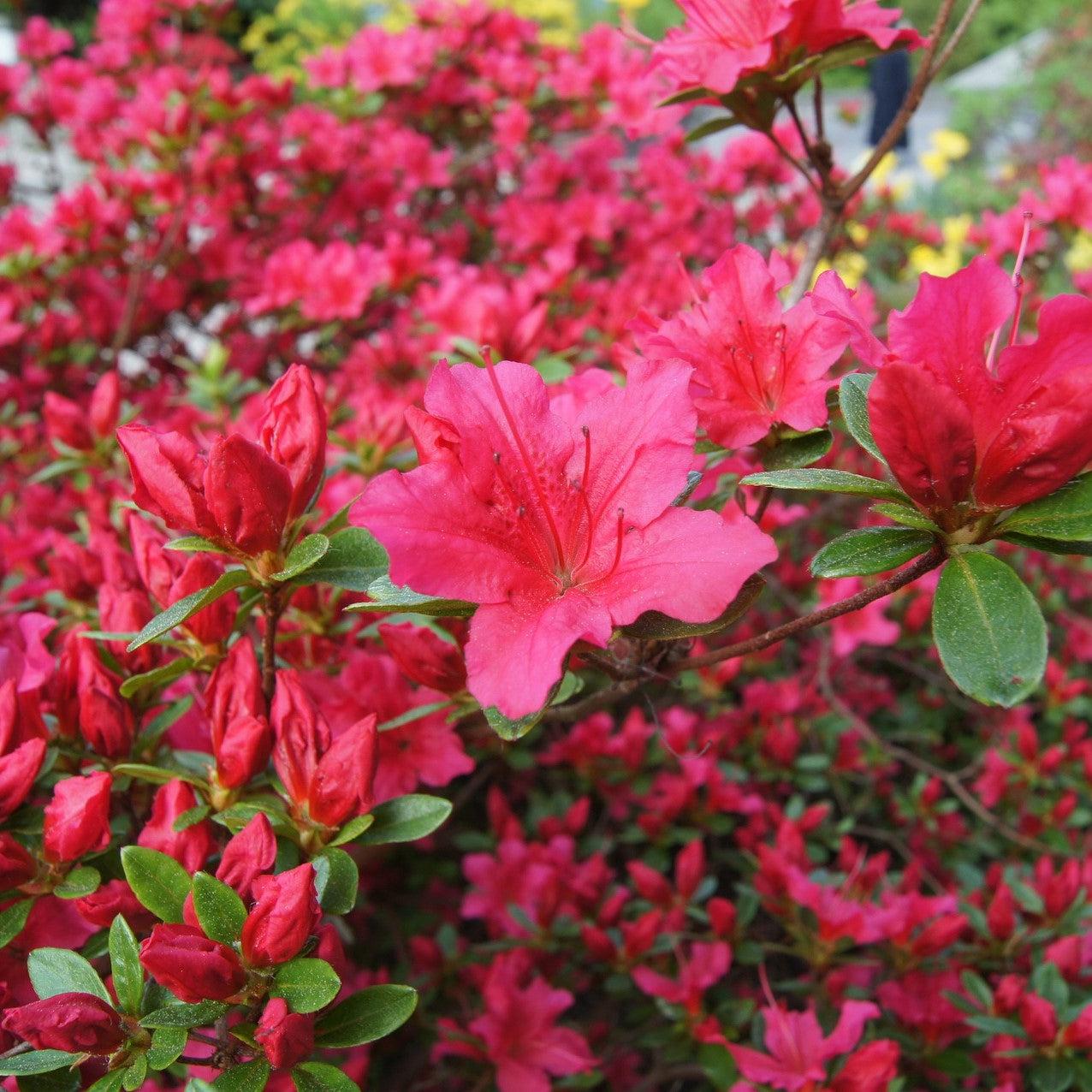 Azalea x 'AZ 47' ~ Deja Bloom® Fuchsia Parasol™ Azalea – ServeScape