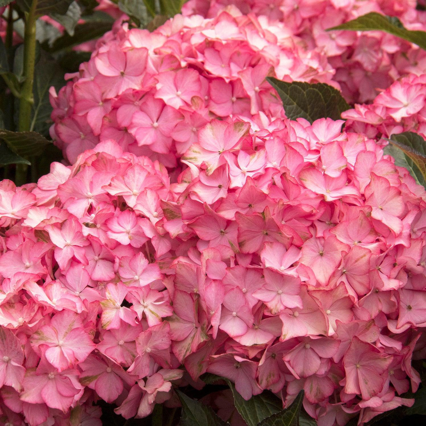 Image of Seaside Serenade Hamptons Hydrangea Image 1