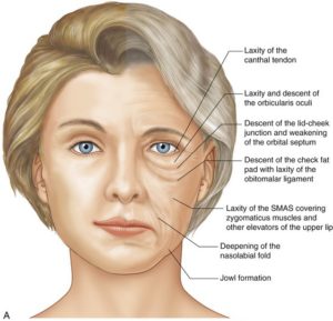 diagram showing causes of ageing