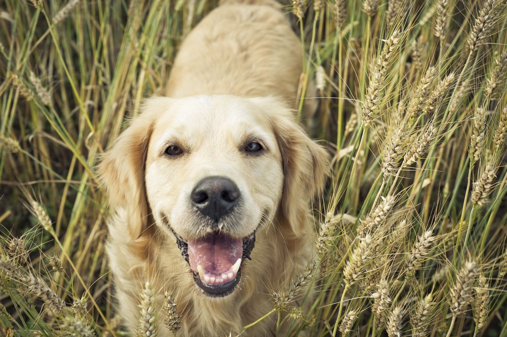 are carbs bad for dogs