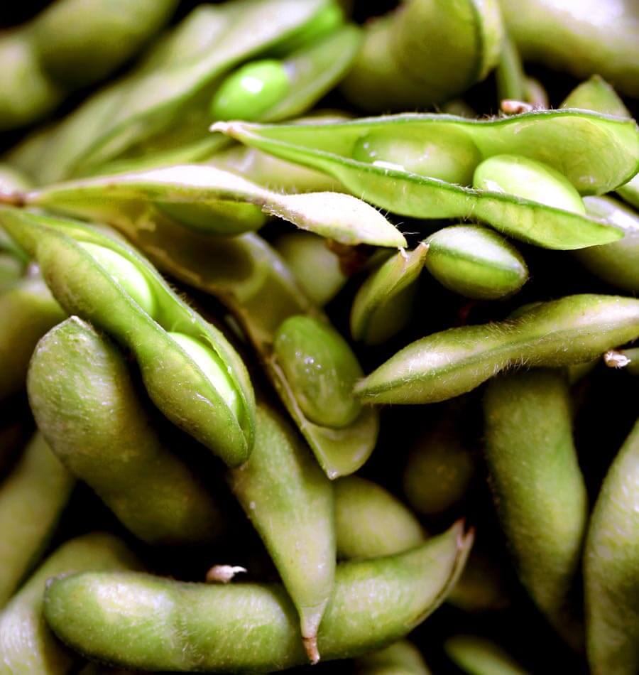 How to Grow Soya Beans – West Coast Seeds