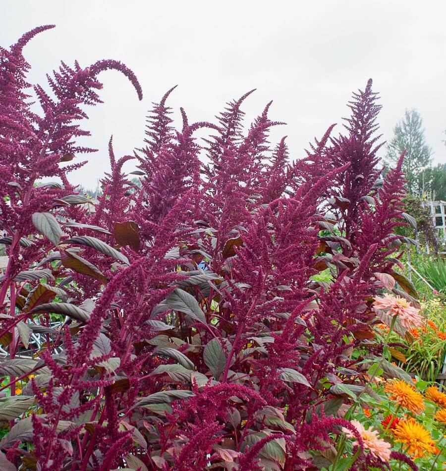 How To Grow Amaranth Grain West Coast Seeds 9779