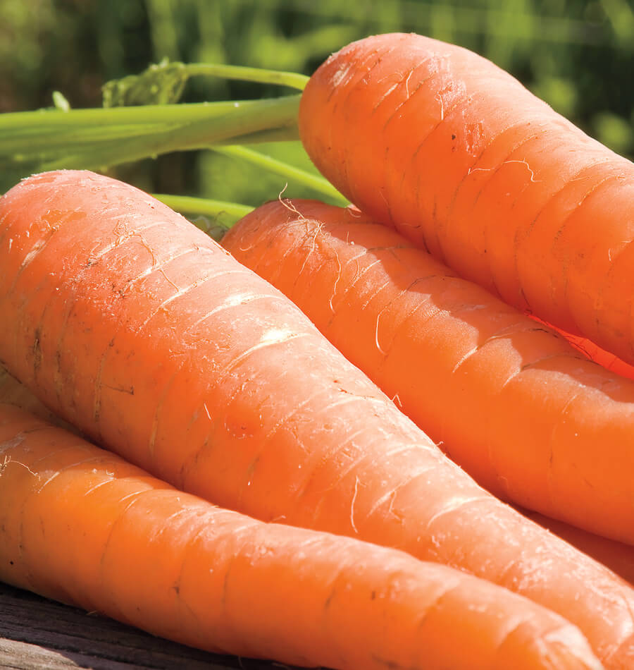 do carrots grow in cold weather