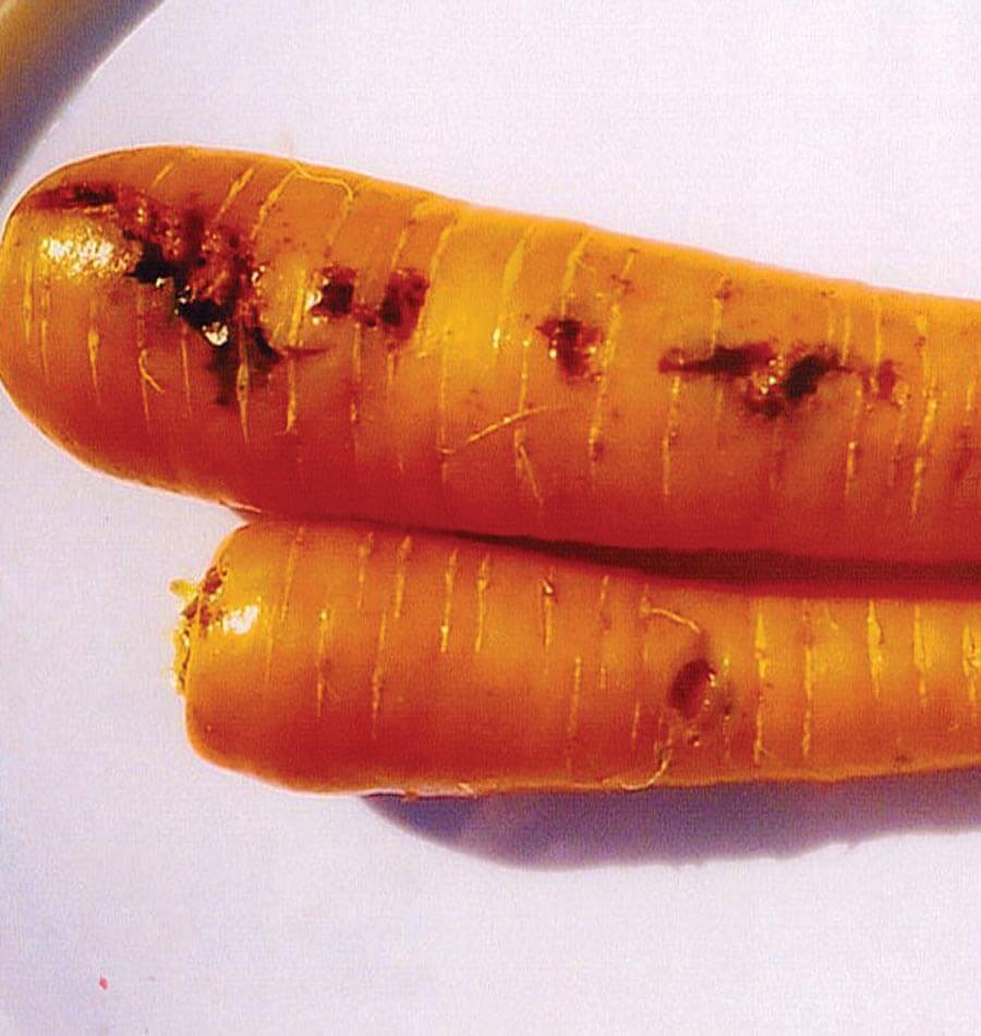 Вредители моркови фото описание и лечение