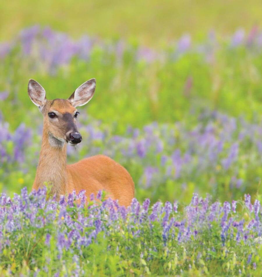 deer resistant plants - West Coast Seeds