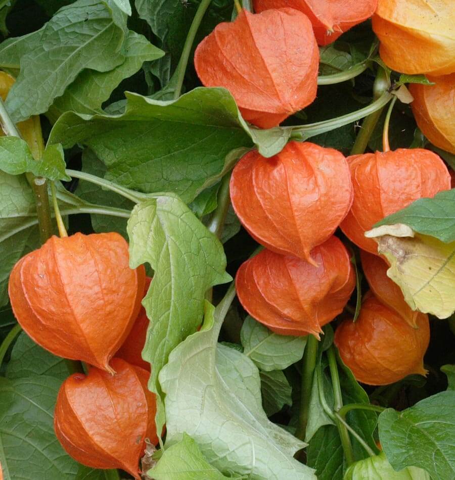 How to Grow Physalis | Chinese Lanterns – West Coast Seeds