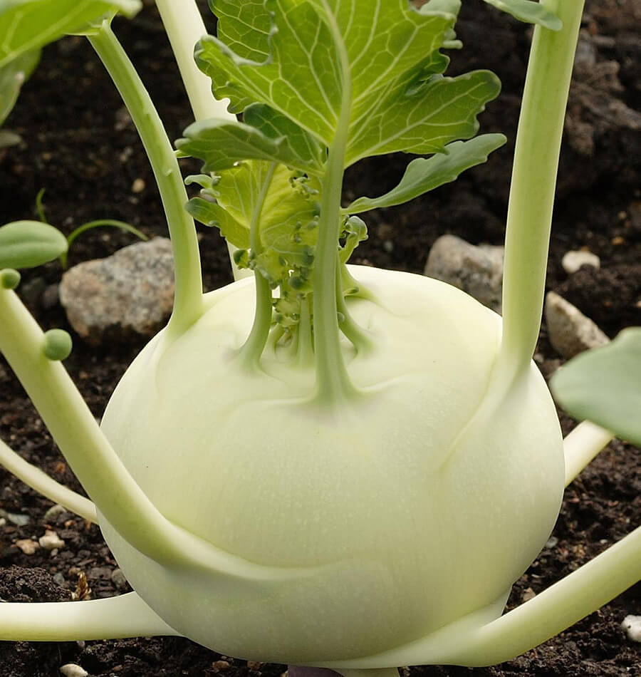 How to Grow Kohlrabi from seeds | German Turnips – West Coast Seeds