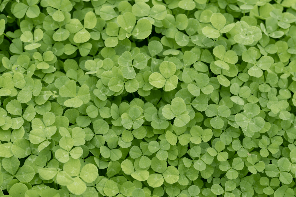 Micro Clover Seeding Calculator – West Coast Seeds