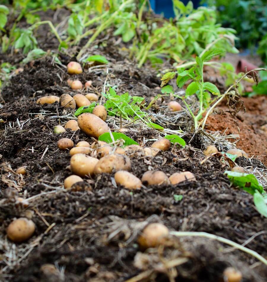 Planting Potatoes the How To Guide West Coast Seeds