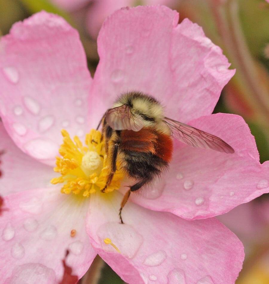 Plants for bumblebees information