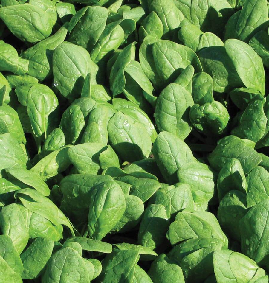 How to Grow Spinach from Seed | West Coast Seeds