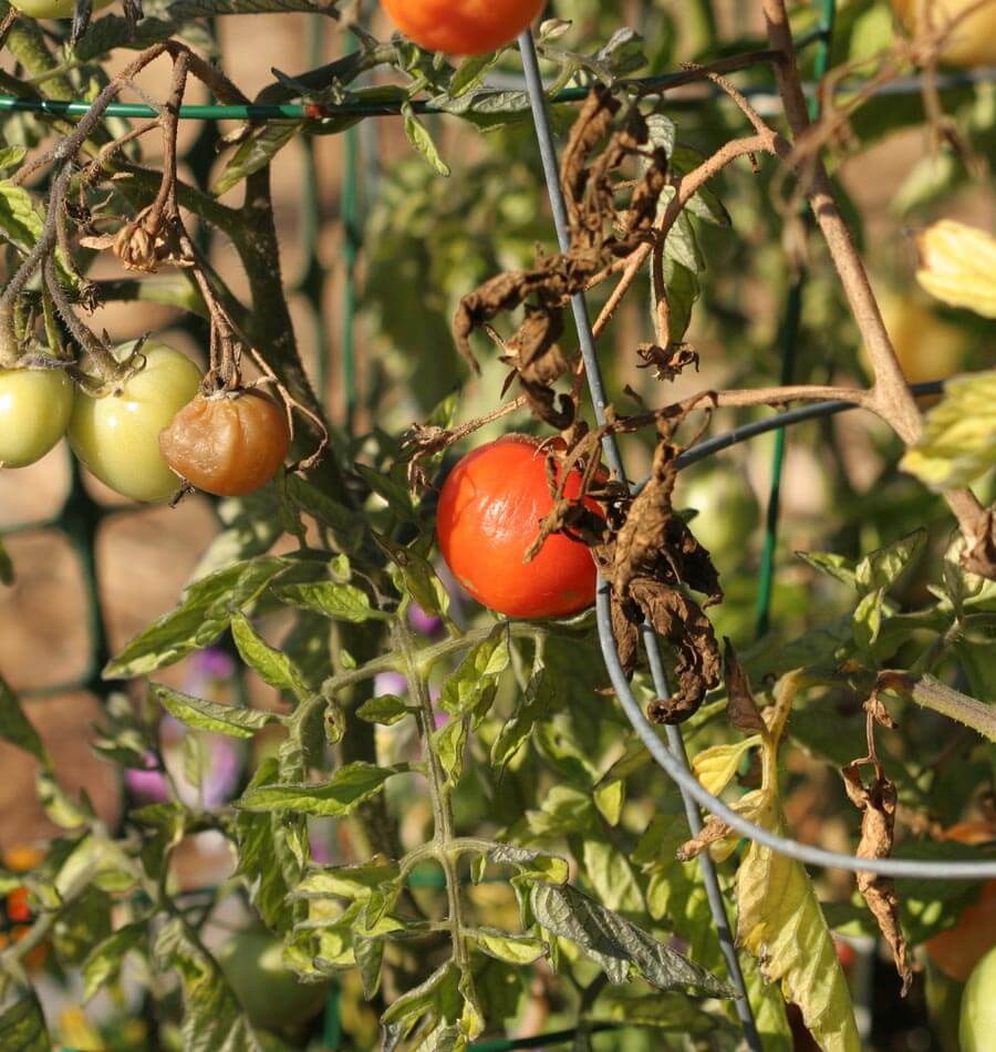 late tomato plants