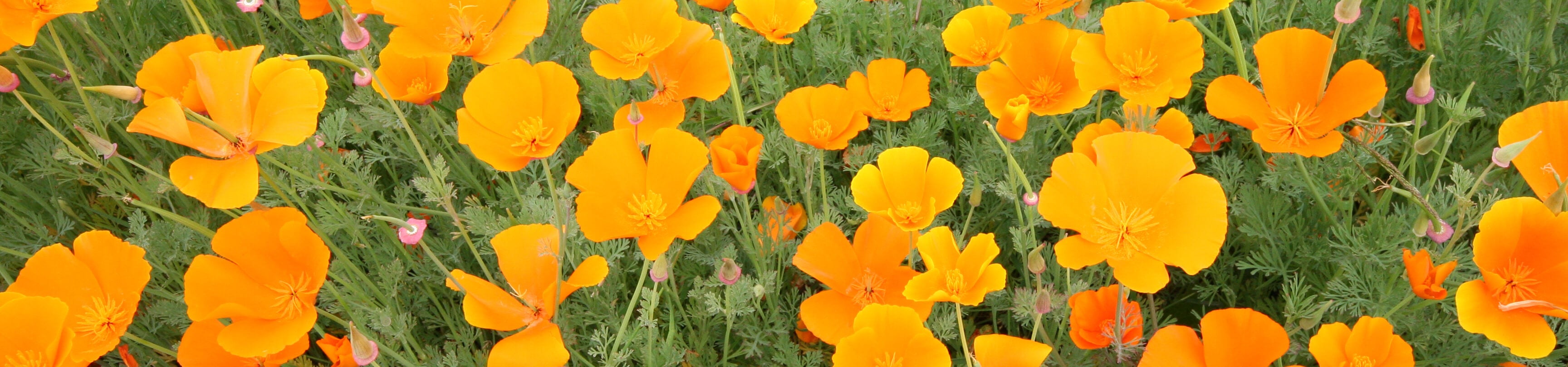 California Poppy Seeds – West Coast Seeds