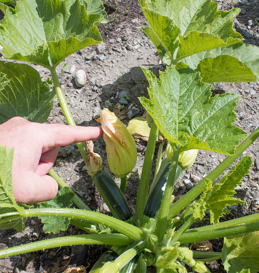 Pollination in squash flowers