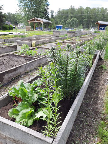 Houston Family Resource Centre Community Garden Plot with veggies growing.