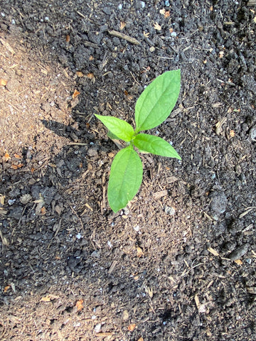Seedling growing in soil at KidSafe garden
