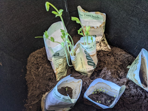 Sprouts growing in West Coast Seeds packages, photo by KidSafe