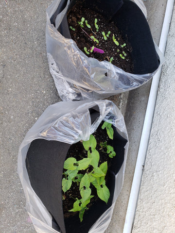 Seedlings growing in containers at KidSafe