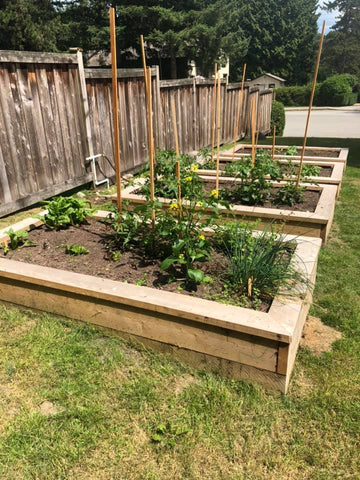 Community gardens built & planted by Coquitlam Men's Shed