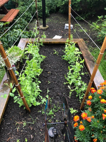 Vegetables and flowers growing in gardens