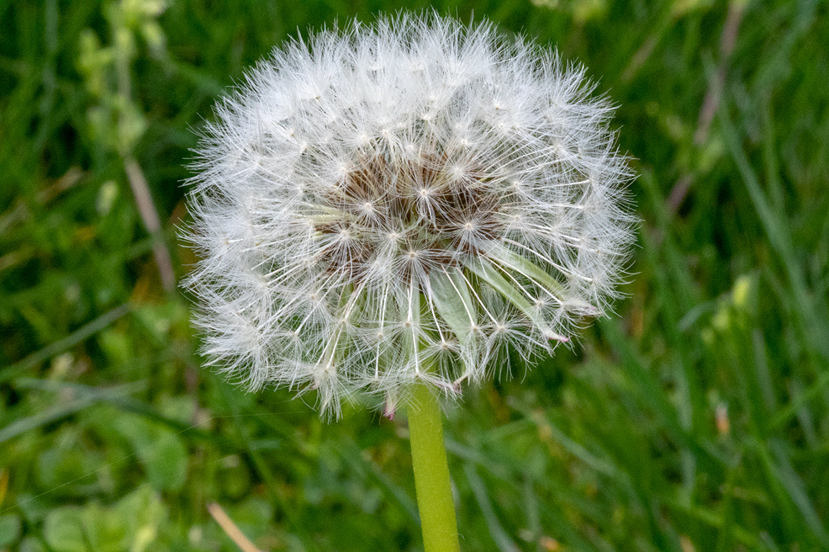 Image of Dandelion with its seed head open