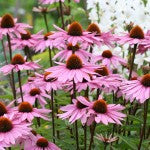 Companion Planting with Echinacea