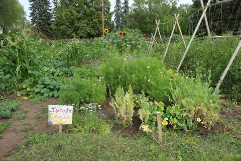 flowers and trellised plants CHEP Saskatoon