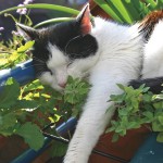 Catnip in Companion Planting