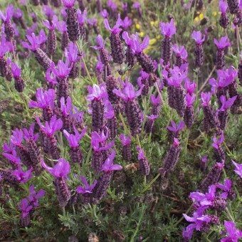 French Lavender