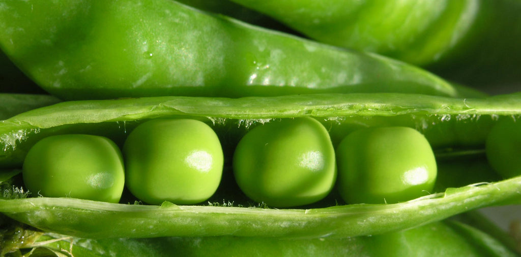 History of Peas