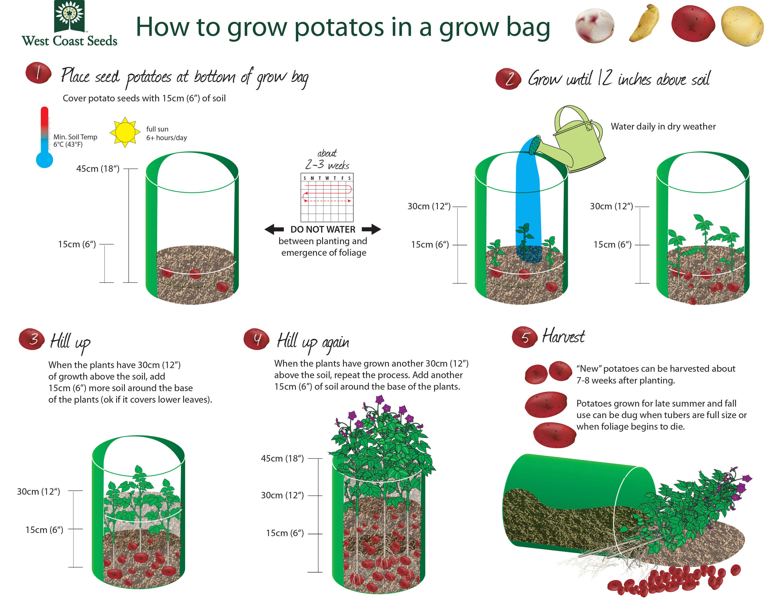 Potato Growth Chart