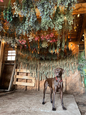 Dried flowers hanging, drying, image courtesy of Nikki @ladyshatfarm