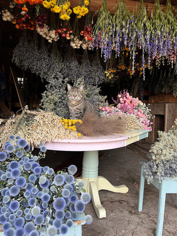 Dried flowers on a table, image courtesy of Nikki @ladyshatfarm