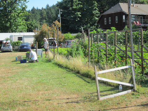 People placing freshly harvested veggies in containers at Kiwi Cover Community Garden