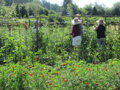 Two people harvesting at the Kiwi Cove Community Gardens