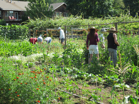 People tending to the plants at Kiwi Cove Community Gardens