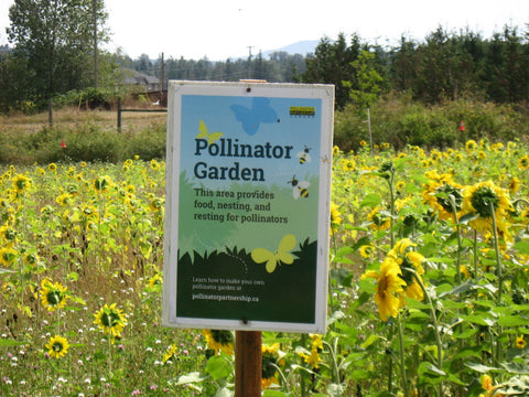 Pollinator Garden sign with sunflowers in background, Farmlands Trust Society (Greater Victoria)