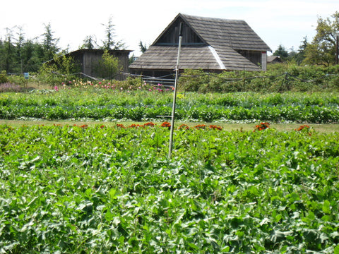 Field to plate farm, green plants growing, from the Farmlands Trust Society in Greater Victoria