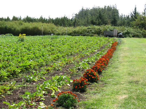 Rows of vegetables growing at the Farmlands Trust Society (Greater Victoria)