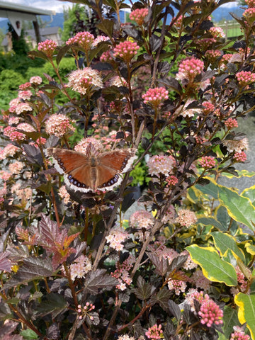 Butterfly pollinating a garden, photo provided by Fruits and Shoots Plant Farm Ltd.