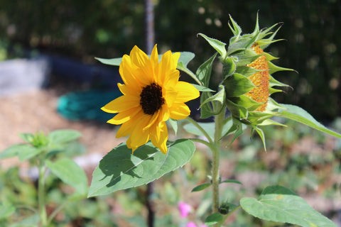 sunflowers at cowichan lake community garden