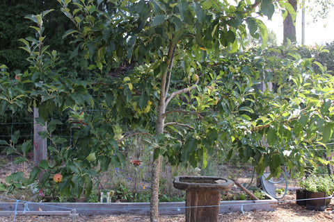 fruit tree at cowichan lake community garden