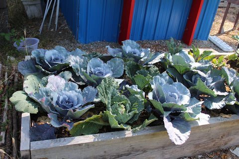 cabbage plants growing at cowichan lake community garden