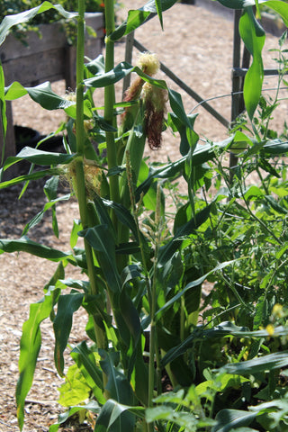 corn growing at cowichan lake community garden