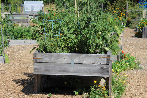 wooden box filled with plants at cowichan lake community garden