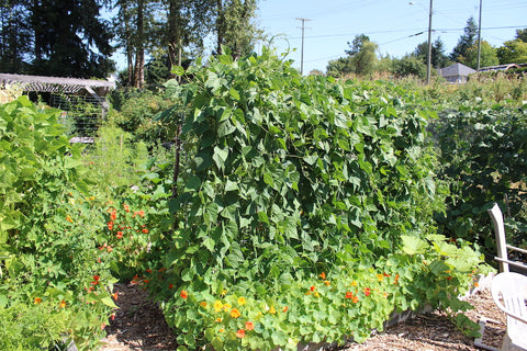 bean plant growing at the community gardens at cowichan lake