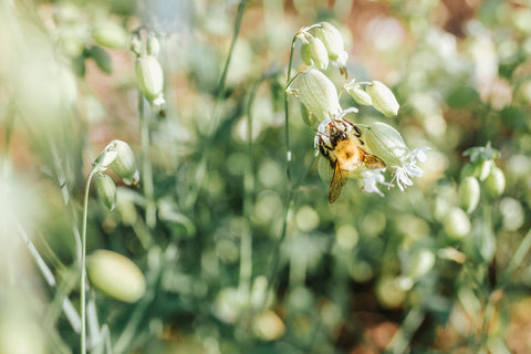 Pollinator on flower, person in garden holding flowers, photo provided by re.Planted Farm & Floral Studio for West Coast Seeds