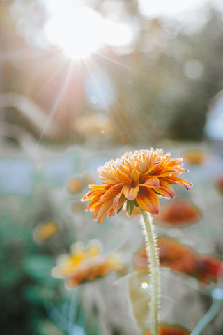 Flower basking in the sunshine, person in garden holding flowers, photo provided by re.Planted Farm & Floral Studio for West Coast Seeds